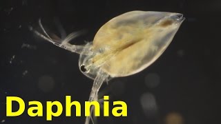 Daphnia [upl. by Uchida170]