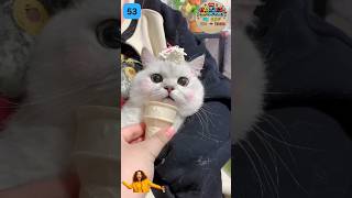 🤣👍Funny Animal Videos  Cute Cats and Dogs Shorts  Volume 53 cute funny animals dance shorts [upl. by Hamlet]