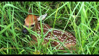 What To Do When You Find an Abandoned Fawn [upl. by Noelc654]