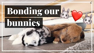 Turning Hate Into Love  Bonding Our Aggressive Rabbits [upl. by Sumedocin]