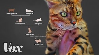 Meet the designer cats with wild blood [upl. by Iz]