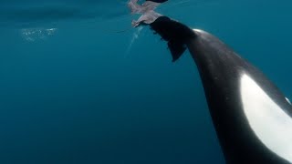 Orcas Caught Slapping Stingray With Tail [upl. by Suoicul]