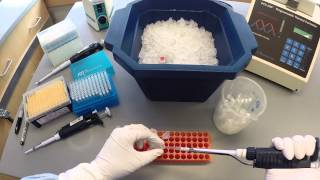 PCR Protocol  Part 1 [upl. by Htiduy]