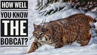 Bobcat  Description Characteristics and Facts [upl. by Pelage]