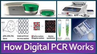 Digital PCR Introduction Principle Advantages Applications How Digital PCR Works [upl. by Enehpets]