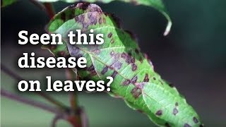 Dogwood Anthracnose  Expert Tree and Shrub Tips [upl. by Yendahc722]