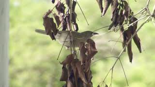 Whitegaped Honeyeater [upl. by Cahra]