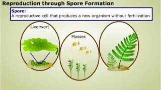 Spore formation and Apomixis [upl. by Nrubua]