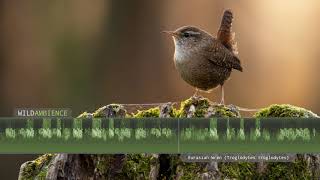 Wren Song amp Call  The sounds of a Eurasian Wren singing [upl. by Nnylannej966]