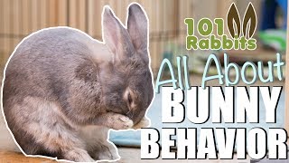 ALL ABOUT BUNNY BEHAVIOR 🐰 [upl. by Adamo]