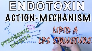 Mechanism of Endotoxins  Pyrogen Activation amp LPS Structure [upl. by Redep]