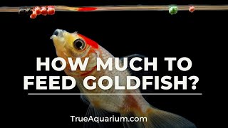 How Much to Feed Goldfish [upl. by Bertolde301]