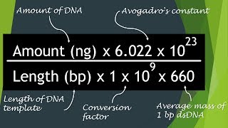 How To Calculate DNA Copy Number For qPCR [upl. by Aksehcnarf]