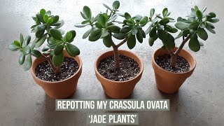 Separating amp repotting my Crassula Ovata Jade plants [upl. by Agate]