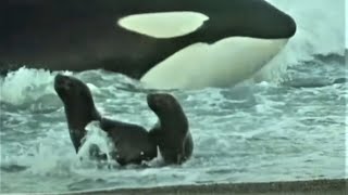 Deadly Killer Whale Moments  Top 5  BBC Earth [upl. by Marilee]