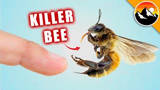 STUNG by a KILLER BEE [upl. by Harbed]