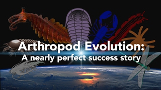 Arthropod Evolution A nearly perfect success story [upl. by Harwin]