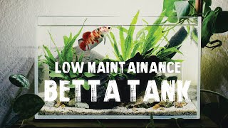 BETTA TANK SETUP  Low Maintenance Aquascape  Step By Step [upl. by Encrata444]