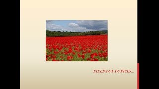 Remembrance Song Fields of poppies [upl. by Erinn]