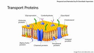 Chapter 41 Cell Membranes and Transport Phospholipids and Cell Signaling [upl. by Llerrad76]