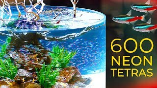 600 Neon Tetras— CRAZY Schooling Behavior [upl. by Aitnahc]