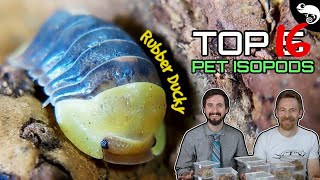 Top 5 Pet Isopods oh make that 16 [upl. by Okimuy]