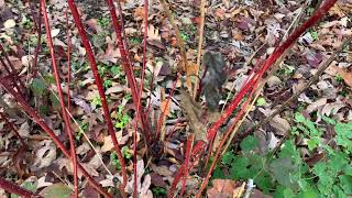 RedTwig Dogwood Plant Profile [upl. by Ettenahc533]