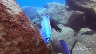 Labeotropheus trewavasae at Chinyamwezi Island [upl. by Lilybel]