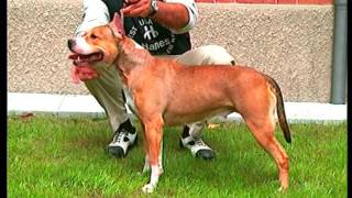 American Staffordshire Terrier  Pet Dog Documentary English [upl. by Sevik54]