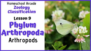 What are Arthropods  Phylum Arthropoda [upl. by Khalsa698]