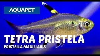 TETRA PRISTELA PRISTELLA MAXILLARIS [upl. by Ojillek431]