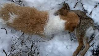 JACK RUSSELL TERRIER DOGS HUNT FERAL RABBITS [upl. by Xilef]