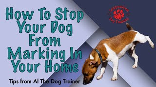 How To Stop Your Dog From Marking In Your Home  Tips From Al The Dog Trainer [upl. by Ennyl592]