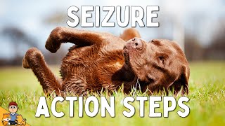 What to Do When Your Dog has a Seizure [upl. by Atiral]