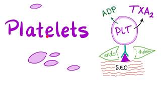 Platelets Thrombocytes  The Cell Pieces that Lack Nucleus  Hematology [upl. by Fulmis]