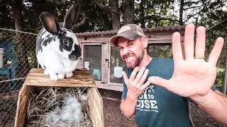 5 Mistakes to Avoid When Raising Rabbits [upl. by Mcgrody]