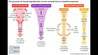 Parthenogenesis Automixis Apomixis [upl. by Rolland]