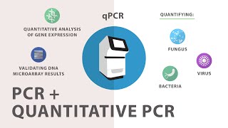 3 Polymerase Chain Reaction PCR  Quantitative PCR qPCR [upl. by Brody]