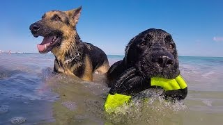 500 DOGS ON A BEACH [upl. by Walkling]