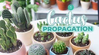 HOW TO PROPAGATE CACTUS EASY amp FAST [upl. by Iramohs]