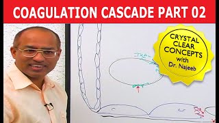 Coagulation Cascade  Part 212 [upl. by Zzabahs]