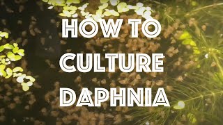 How To Culture Daphnia Magna [upl. by Chao]