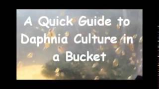 How to culture daphnia outside [upl. by Orth721]