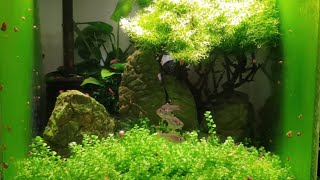 HOW TO BREED XRAY TETRAS PART 1 [upl. by Ilecara600]