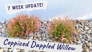 Coppiced Dappled Willow 7 Week Update [upl. by Macknair]