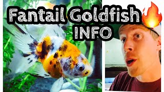 Fantail Goldfish Care amp Tank Setup [upl. by Ellierim942]