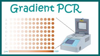 Gradient PCR [upl. by Leimad]