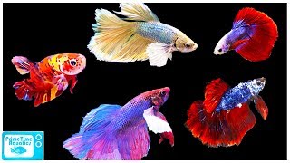 Betta Fish Care Guide Everything You Need to Know [upl. by Elane]