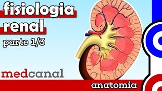 Fisiologia Renal  FISIOLOGIA Parte 1 [upl. by Gauthier]