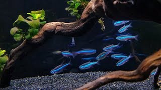 GREEN NEON TETRA CARE  Brilliant Blue Nano Fish for Aquascaping [upl. by Nidak]